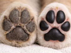 SkinPET® Mast na tlapky a čanich